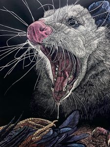 'Possum Defensive' woodcut by S.V. Medaris