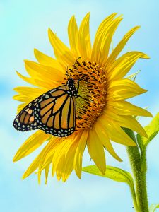 Monarch on sunflower photograph by Julie Raasch