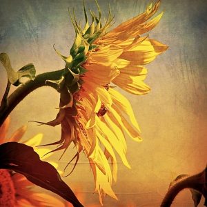 Aileen Musa, Sunflower, handcolored photograph