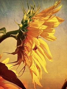 Aileen Musa: hand-colored photograph of sunflower