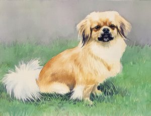 Tamlyn Akins pet portrait of Sadie, dog; watercolor