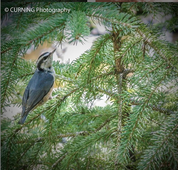 Jessica Curning-Kuenzi, 'White Breasted Nuthatch' photograph