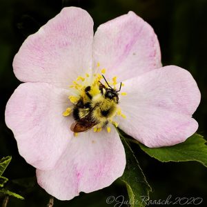 Photographer Julie Raasch' bee on flower