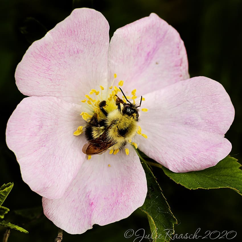 Photographer Julie Raasch'  bee on flower